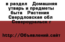  в раздел : Домашняя утварь и предметы быта » Растения . Свердловская обл.,Североуральск г.